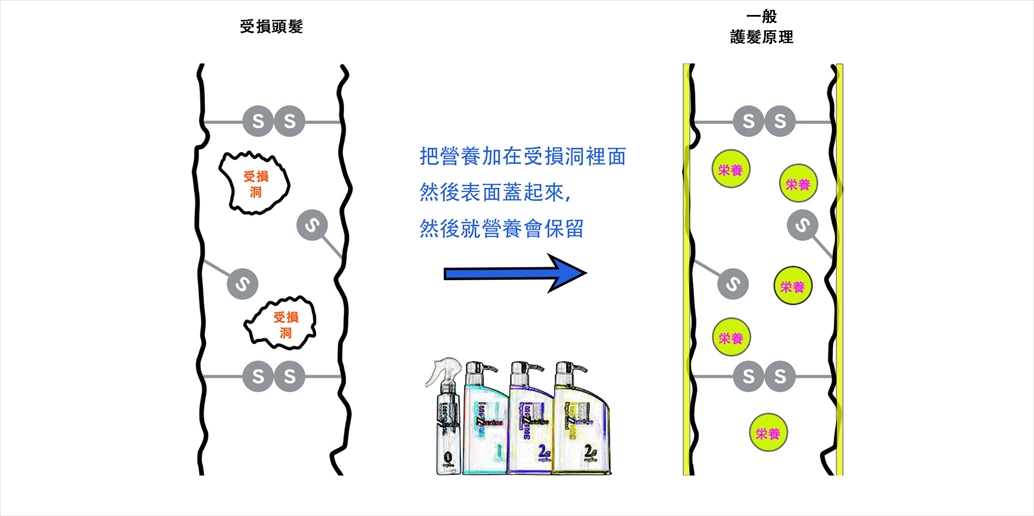一般在美髮店的「結構式護髮」修護頭髮的原理