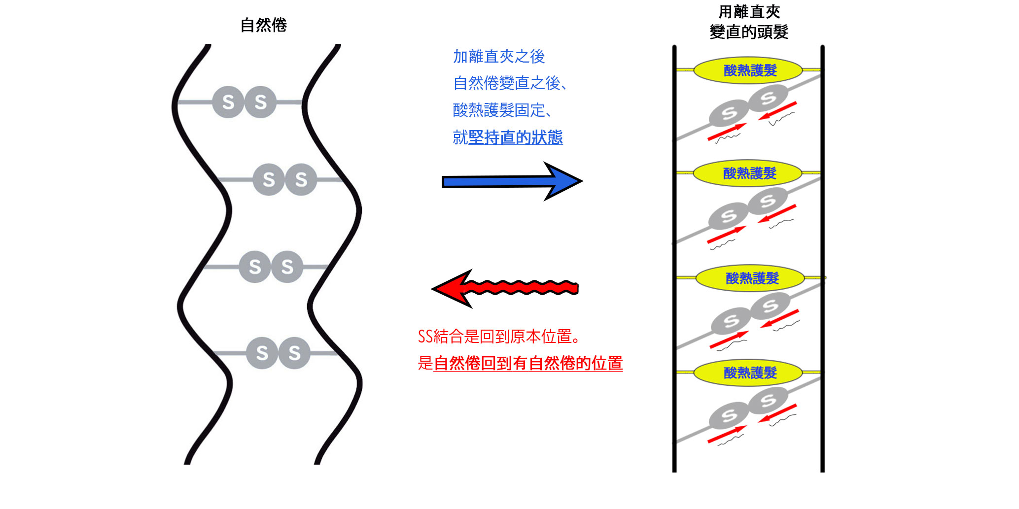 酸熱護髮改善頭髮的弱的自然捲及歪曲的原理